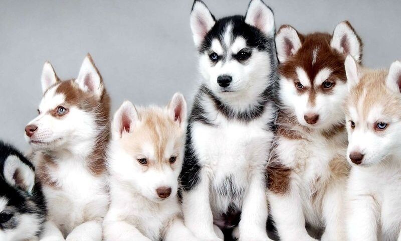 at-corporis-illo-est-quas