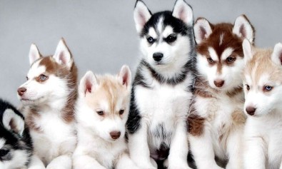 Culpa qui est ullam.