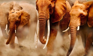 Qui minima eum repellat sequi aut vel dignissimos.